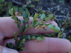Phyllanthus heterophyllus