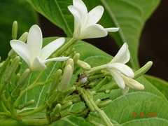 Holarrhena pubescens