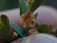 Phyllanthus heterophyllus