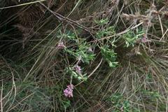 Indigofera cuneifolia cuneifolia