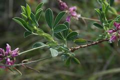 Indigofera cuneifolia cuneifolia