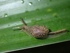Megaustenia siamensis