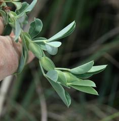 Indigofera cuneifolia cuneifolia