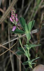 Indigofera cuneifolia cuneifolia