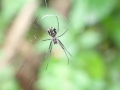 Leucauge argentina