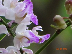 Aerides crispa