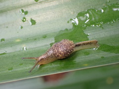 Megaustenia siamensis