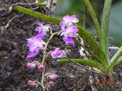 Aerides maculosa