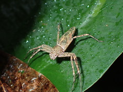 Hamadruas hieroglyphica