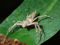 Hamadruas hieroglyphica