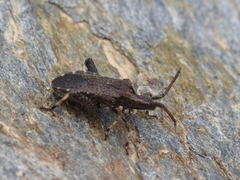 Bothrostethus annulipes