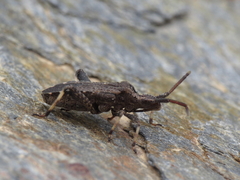 Bothrostethus annulipes