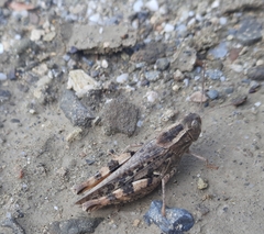 Calliptamus barbarus barbarus