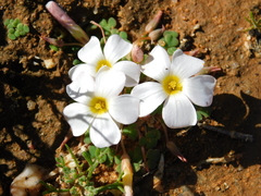 Oxalis lichenoides
