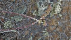 Crassula cotyledonis