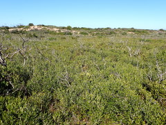 Olea exasperata