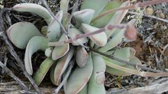 Crassula cotyledonis