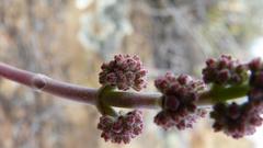Crassula cotyledonis