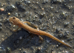 Lissotriton schmidtleri
