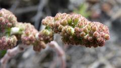 Crassula cotyledonis
