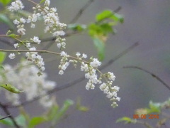 Lagerstroemia microcarpa