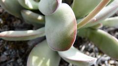 Crassula cotyledonis