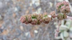 Crassula cotyledonis