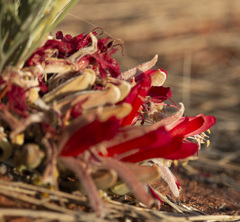 Leptosema chambersii