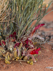 Leptosema chambersii