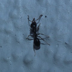Ochetellus glaber