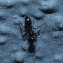 Ochetellus glaber