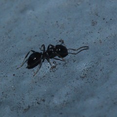 Ochetellus glaber