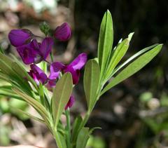 Polygala virgata virgata