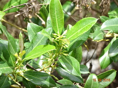 Cryptolepis buchananii