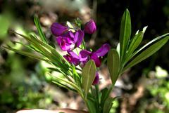 Polygala virgata virgata