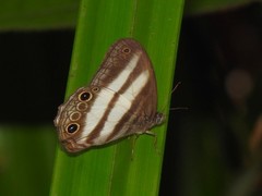 Pareuptychia hesionides