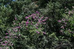 Polygala virgata virgata