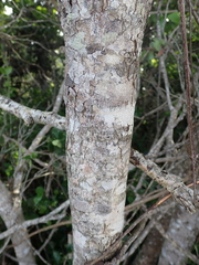 Olinia capensis