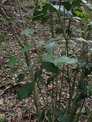 Acokanthera oppositifolia