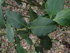 Acokanthera oppositifolia