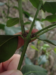 Acokanthera oppositifolia