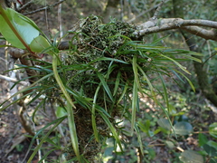 Angraecum pusillum