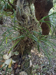 Angraecum pusillum