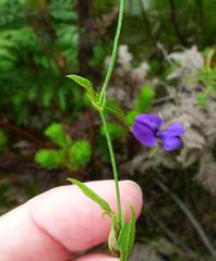 Psoralea asarina