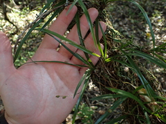 Angraecum pusillum