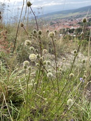 Scabiosa canescens