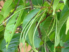 Holarrhena pubescens