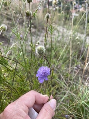 Scabiosa canescens