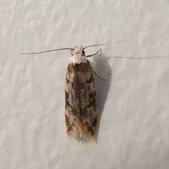 Endrosis sarcitrella