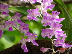 Aerides maculosa